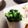 knkmym's cooksnap of when they made 小松菜とあおさのりのサッパリ和え物.