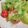 クックJAP6F8☆'s cooksnap of when they made サラダ菜のツナサラダ.