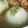 harapecoci's cooksnap of when they made 新玉ねぎの丸ごとスープ.