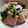 こみく's cooksnap of when they made 三つ葉とかまぼこの辛子醤油.