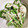 もにゃっこ's cooksnap of when they made ウチの定番、コゴミのマヨ和え.
