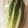 クック9LMJA3☆'s cooksnap of when they made ロメインレタスと生ハム簡単シーザーサラダ.