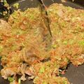 mamayan's cooksnap of when they made 簡単もんじゃ焼き.