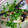 みい333's cooksnap of when they made 鰺の塩焼き　お酢と葱まみれ.