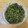 kanegonsan's cooksnap of when they made 山うどの佃煮＆調理法！.