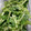 asama55's cooksnap of when they made わさびの花の醤油漬け.