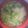 KAORU4649's cooksnap of when they made かぶの味噌汁.