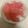 ☆こりら☆'s cooksnap of when they made ピンクグレープフルーツのレアチーズケーキ.