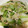 ☆1026りぃ☆'s cooksnap of when they made 小松菜と白菜と鶏挽き肉の炒めもの.