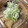 ☆na6284☆'s cooksnap of when they made 鯖の味噌煮缶で鯖と大根の煮物.