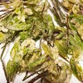 わたさな2016's cooksnap of when they made こしあぶらとうどの天ぷら.