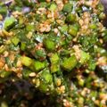 ★maimaiまま★'s cooksnap of when they made 壺ニラ♡ニラのウマ辛漬け.