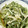 tomitomico's cooksnap of when they made レンジで簡単！料亭風ピーマンの和え物.