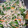 へちまもこ's cooksnap of when they made 簡単！ニラもやし中華風炒め.