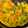 大阪のちゃーちゃん's cooksnap of when they made スナップえんどうとハムの卵炒め.