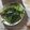 クックOM3A9G☆'s cooksnap of when they made ほうれん草の胡麻和え.