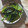 クックOM3A9G☆'s cooksnap of when they made ほうれん草の胡麻和え.
