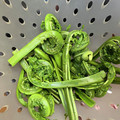 いぐれい's cooksnap of when they made こごみの下処理.