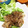 もちっこ橙色's cooksnap of when they made 生姜きいてる❢うちの豚の生姜焼き.
