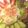 nyan2rose's cooksnap of when they made かりかりベーコンとサニーレタスのホットサラダ.