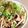 にょーーーーん's cooksnap of when they made スタミナ豚キムチ納豆丼.