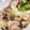 あっきぃママ3's cooksnap of when they made 鶏モモとしめじの粒マスタードマヨ炒め.