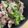 クックめーご☆'s cooksnap of when they made 豚こま　塩麹炒め.