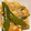 さちぶた♪'s cooksnap of when they made スナップエンドウと新タマネギの卵とじ.