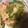 そち1552's cooksnap of when they made 材料は3つ♪ レタスと豚コマの塩麹炒め.