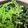 クック7EN9OY☆'s cooksnap of when they made 白だしde三つ葉のナムル.