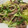クック3H8BS6☆'s cooksnap of when they made 砂ずりと水菜の和風パスタ.