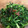 saki1010's cooksnap of when they made ほうれん草とわかめのごまナムル.