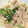 クックM6DK2O☆'s cooksnap of when they made 豆腐とほうれん草のごまみそマヨ炒め.