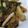 あゆたっくん's cooksnap of when they made 簡単・美味しい！エリンギのしょうが焼き.