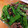 ＬＯＶＥごはん's cooksnap of when they made 絹さやと牛肉の炒め物.