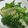 由芽15's cooksnap of when they made もっと簡単！！１分で捨てずにレタスの外側.