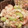 Nöööla♡'s cooksnap of when they made 数の子と海老のわさびマヨネーズ和え.
