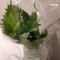 みれいく's cooksnap of when they made ＊長持ち大葉（青じそ）の保存法＊.