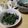 よちりん's cooksnap of when they made 大葉入り納豆.