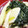 ブランシュkuu's cooksnap of when they made ✿簡単おいしい✿ほうれん草と厚揚げの煮物.