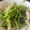 クックYH87UM☆'s cooksnap of when they made ささみと豆苗のシャンタン胡麻和えナムル風.