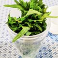 アイリッシュショコラ's cooksnap of when they made やっと見つけた私流。大葉の保存法♬.
