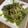 MapiSapi's cooksnap of when they made 簡単！シャンタンでほうれん草のお浸し♡.