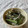 トミュー？'s cooksnap of when they made わらびのマヨわさ和え.