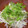 キュキュットさん's cooksnap of when they made 基本のチキンフォーおいしい蒸し鶏をのせて.