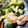 クックDGCFO3☆'s cooksnap of when they made ホタテとブロッコリーのハニーマヨ和え.