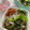 まじゅじゅ's cooksnap of when they made 簡単!凄旨‼ゴーヤと豚肉の塩麹炒め.