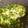 ALOHA在住's cooksnap of when they made 風邪引きさんの生姜・ネギの卵がゆ.