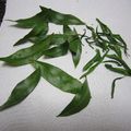 たなか家's cooksnap of when they made 手作りローリエ.