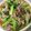 クックNLLKK6☆'s cooksnap of when they made ワインに合う♪豚肉と小松菜の野菜炒め.